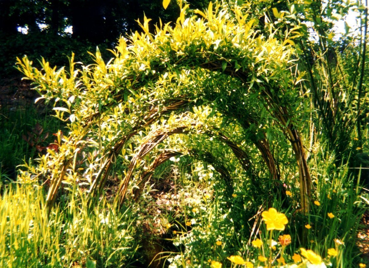 Living willow garden arch