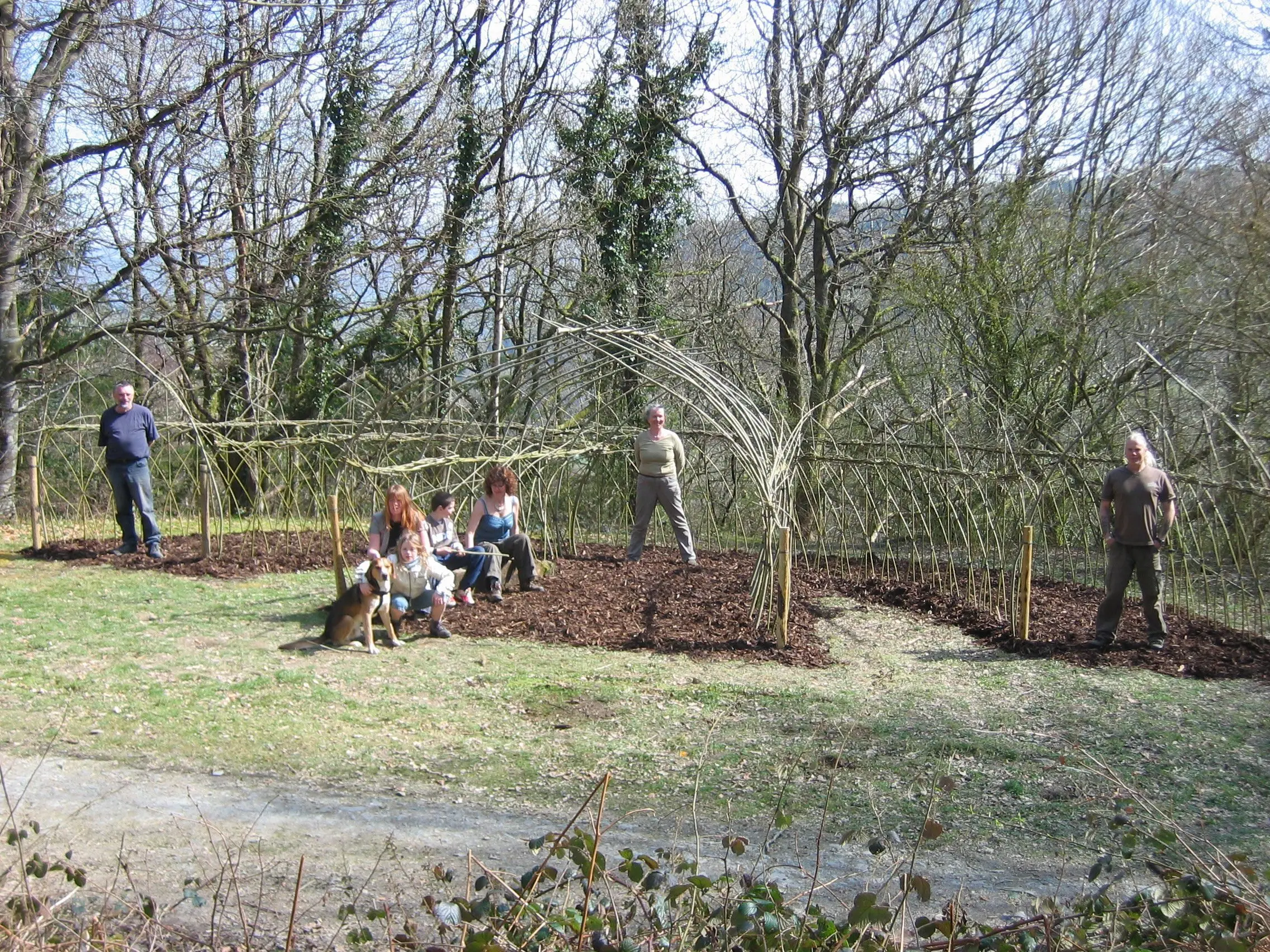Living willow structure