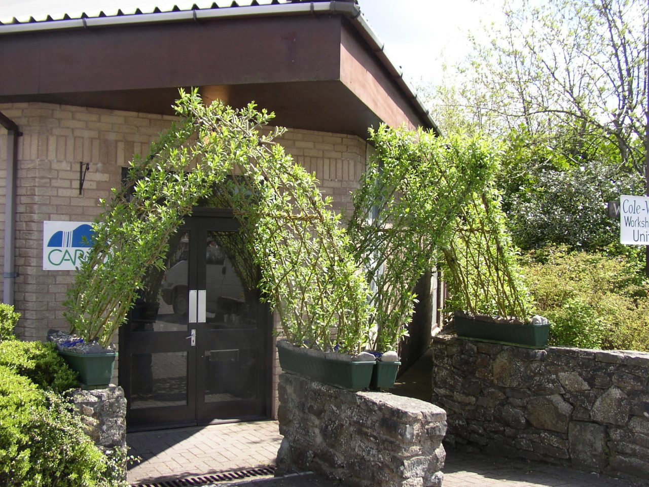 Living willow arch, Llanidloes